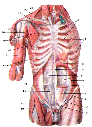 Глубокие мышцы груди и живота