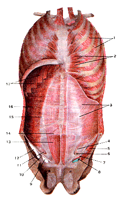 Мышцы и фасции передней грудной и брюшной стенок