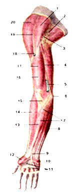  Мышцы и фасции верхней конечности