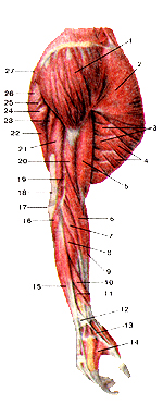Мышцы верхней конечности