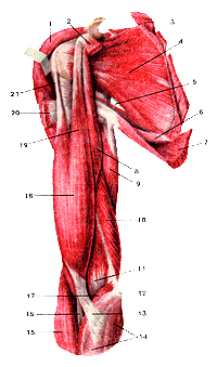 Мышцы плечевого пояса и плеча