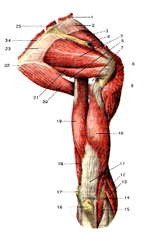 Мышцы плечевого пояса и плеча
