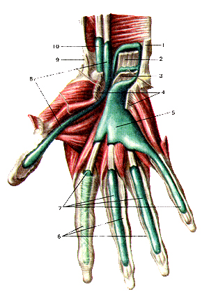Синовиальные влагалища сухожилий мышц кисти