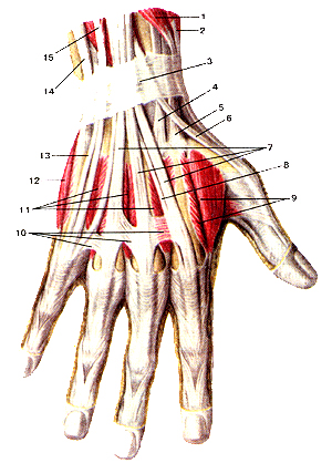 Мышцы и сухожилия кисти