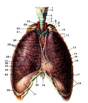 Легкие