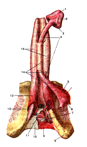 Пещеристые и губчатое тела  полового члена