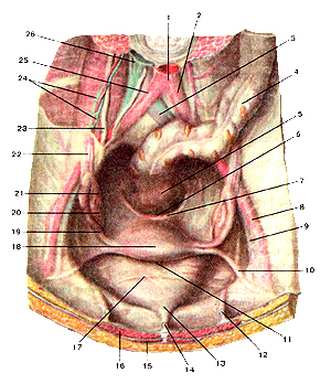 Положение мочеполовых органов в полости малого