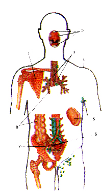Расположение центральных и периферических органов иммунной системы в теле человека