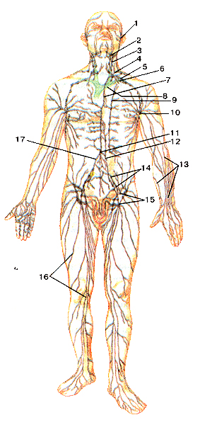 Схема строений лимфатической системы человека