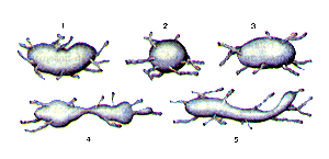 Лимфатические узлы различной формы