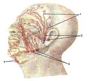 Лимфатические сосуды и узлы головы
