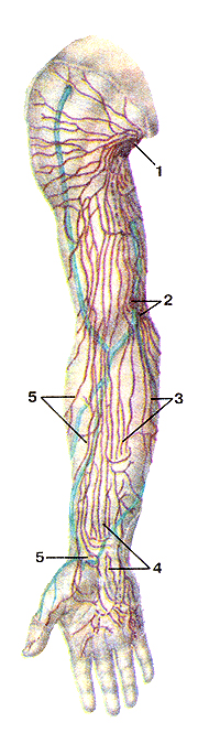 Лимфатические сосуды и узлы верхней конечности