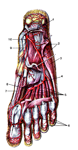 Глубокие артерии подошвенной стороны стопы