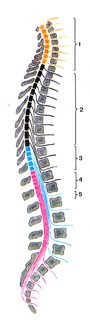 Топография сегментов спинного мозга в позвоночном канале