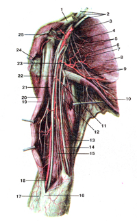 Нервы плечевого пояса и плеча