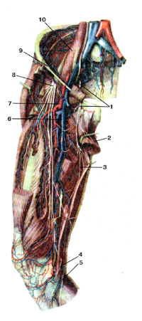 Нервы и кровеносные сосуды передней стороны бедра