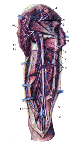 Нервы и кровеносные сосуды задней стороны бедра