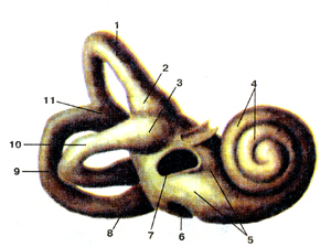 Костный лабиринт внутреннего уха