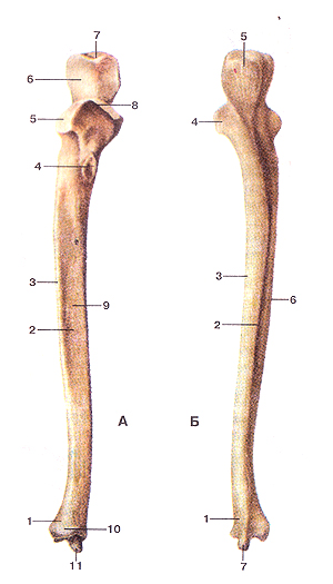 Кости верхней конечности